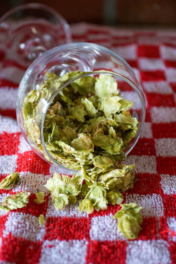 Cascade hop - bloemen 2021