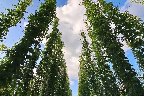 Basisrondleiding: Ontdek het Hopveld